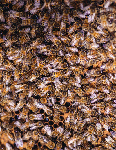 Jules, l'apiculteur de l'Yonne Ruches abeilles