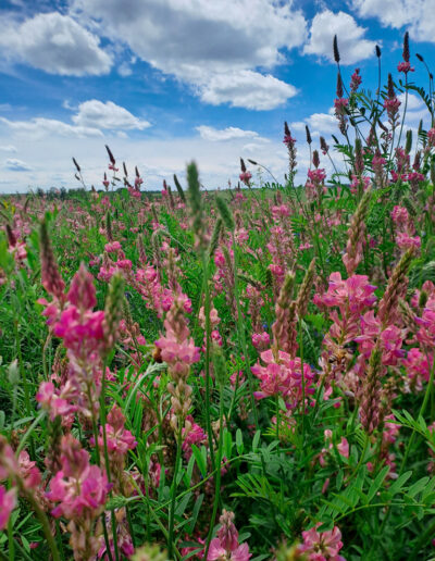 Sainfoin, plante des prairies peu amendées et qui était autrefois très cultivée comme fourrage. On la retrouve aussi dans les friches et les terrains vagues surtout sur substrat calcaire.